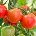 Zelf tomaten kweken en kruiden zaaien