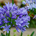 Agapanthus in kuip of in de grond