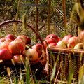 Pluktips om nu al te genieten van heerlijke appels