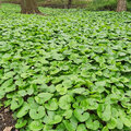 Asarum of mansoor