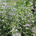 Calamintha nepeta of bergsteentijm