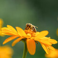 Bijvriendelijke planten