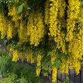 Goudenregen of Laburnum in de tuin