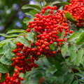 Sorbus aucuparia of de lijsterbes