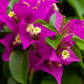 Bougainvillea - bougainville