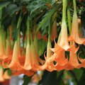 Brugmansia of engelentrompet