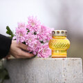 Chrysant: zoveel meer dan een kerkhofplant