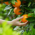 Citrusplanten op je terras