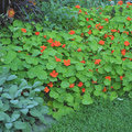 Polycultuur zorgt voor een gezondere tuin!