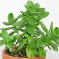 Crassula - onderhoudsvriendelijke plant