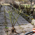 De voordelen van planten met blote wortels