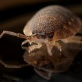 De kleinste helpertjes in de tuin