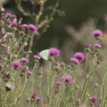 Nuttige planten: distels, bramen en brandnetels