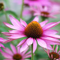 Echinacea purpurea