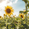 Maak jouw tuin regen- en hittebestendig