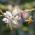 Gaura snoeien voor de winter