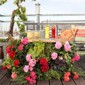 Geraniums: verrassend veelzijdig