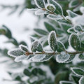 Groenblijvende planten in de winter