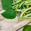 Bonen in de moestuin: van zaaien tot oogsten