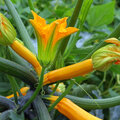 Courgettes telen in de moestuin