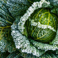 Wintergroenten voor de moestuinbak en het groentebed