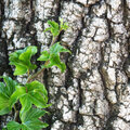 Hedera helix als bodembedekker of haagplant