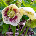 Helleborus niger / Kerstroos