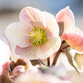 Zelf Helleborus kweken