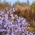 Ideeën voor de herfstborder: Asters