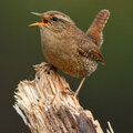 Het kleinste vogeltje in de tuin