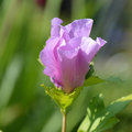 Hibiscus, voor een zomer vol kleur