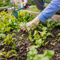 Hoe vul je een verhoogde moestuinbak?