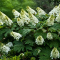 Hydrangea quercifolia - eikenbladhortensia