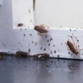 Kakkerlakken in huis