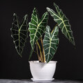 Kamerplant van de week: Alocasia