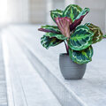 Kamerplant van de week: Calathea 'Medallion'