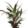 Kamerplant van de week: Calathea Rufibarba