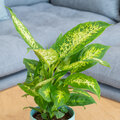 Kamerplant van de week:  Dieffenbachia 'Compacta'