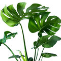 Kamerplant van de week: Monstera deliciosa