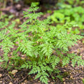 Kervel - Anthriscus cerefolium in de kruidentuin