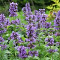 Hysoppus officinalis: plantinfo, standplaats, geneeskracht