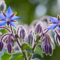 Bernagie of komkommerkruid in de tuin