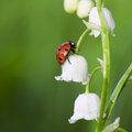 Lieveheersbeestjes, lieflijk en bijzonder nuttig