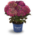 Magical hortensia’s: Nieuwe kleuren in de tuin