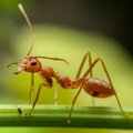 Mieren, vervelende insecten of nuttige dieren?