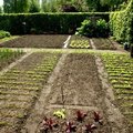 Moestuinklussen in maart