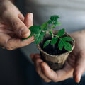 Moestuinplannen maken in januari