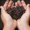 Mulch de bodem voor de winter