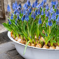 Muscari of de druifhyacint