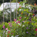 Nuttige bloemen in de moestuin